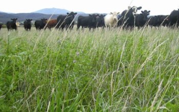 Primăria Cândești anunță aprobarea închirierii …