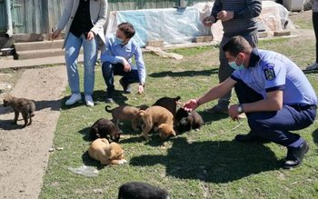Zece căței abandonați salvați de …