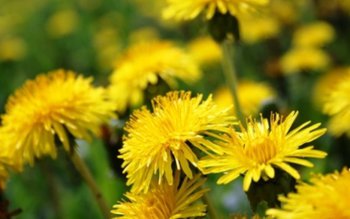 Cum folosim păpădia pentru a …