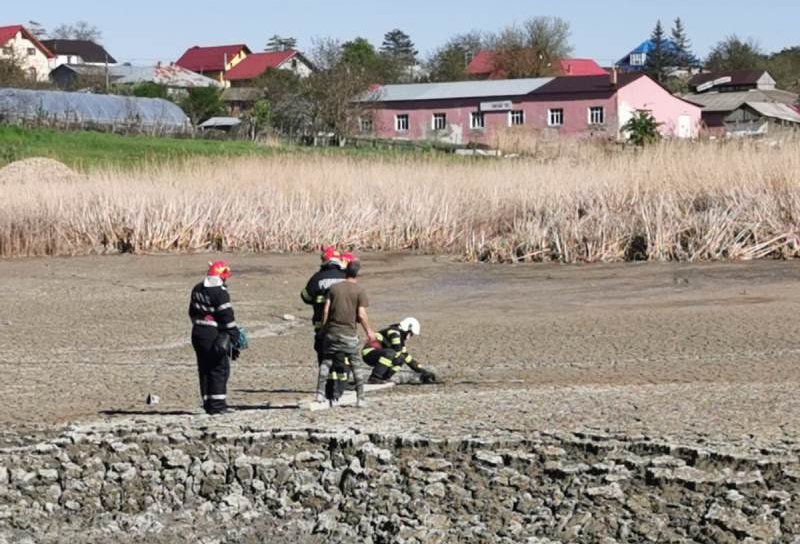 Câine blocat în mâl salvat de pompierii din Dorohoi - FOTO