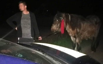 Au luat calul unui bătrân …