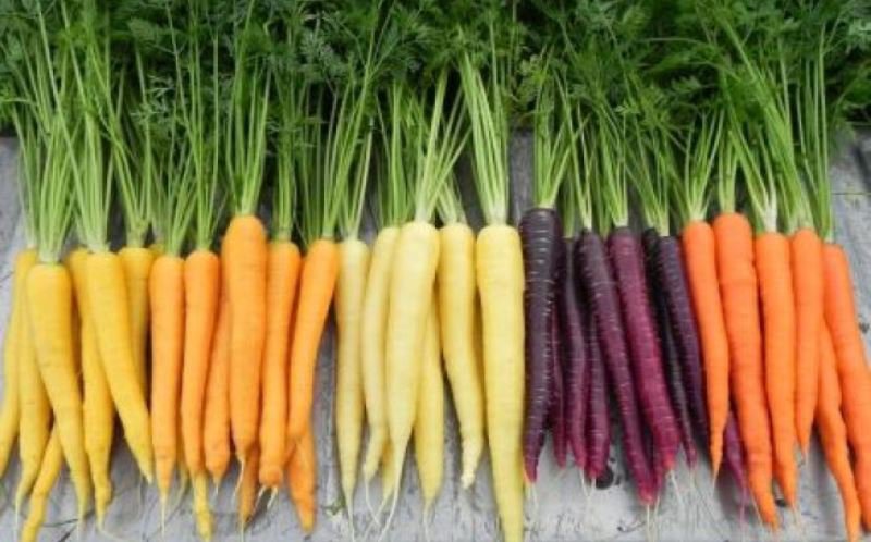 Beneficiile morcovilor în funcție de culoarea acestora