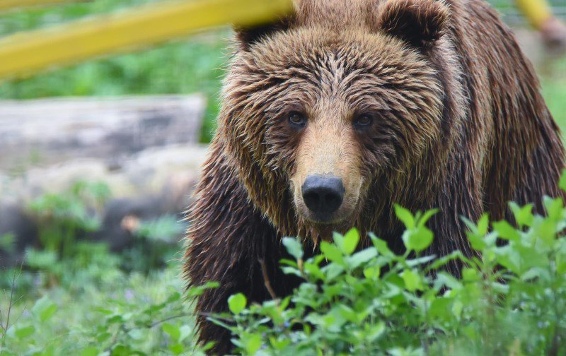 Ursul brun recucerește România! Două exemplare au ajuns în Lunca Prutului, județul Botoșani