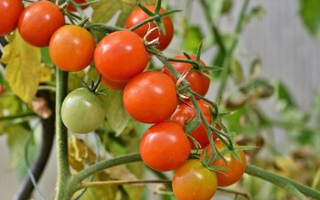 Micii agricultori, păcăliţi de stat …