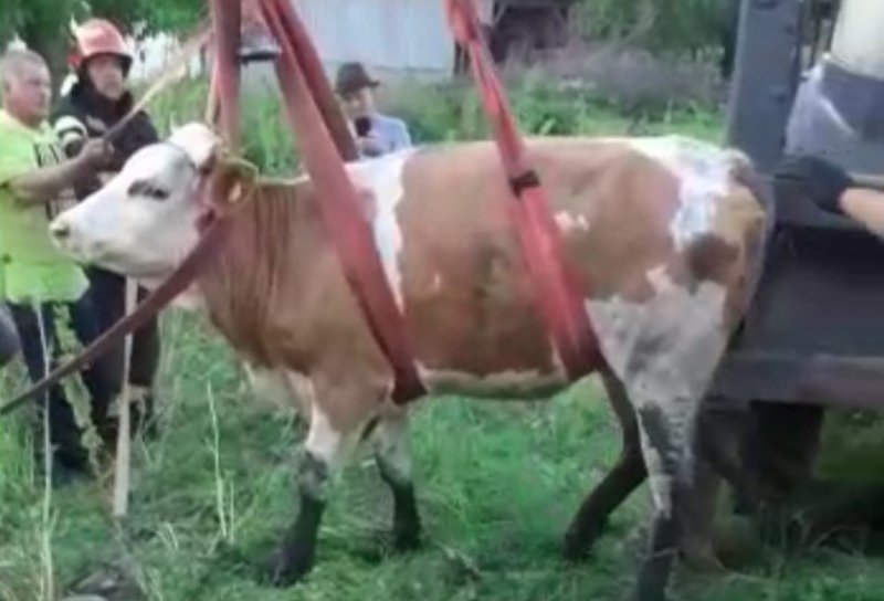 Vacă rămasă captivă într-o fosă dezafectată salvată de pompieri