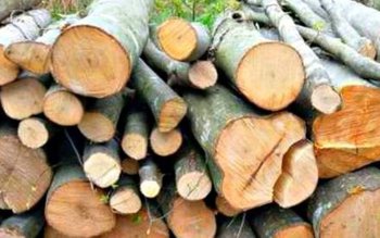 Material lemnos de peste 10000 …