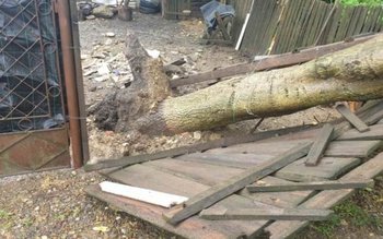 Copac prăbușit pe o stradă …