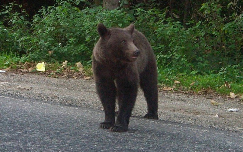 Atenţie, vine ursul! Mesaj Ro-Alert pentru locuitorii dintr-o comună din județul Botoșani