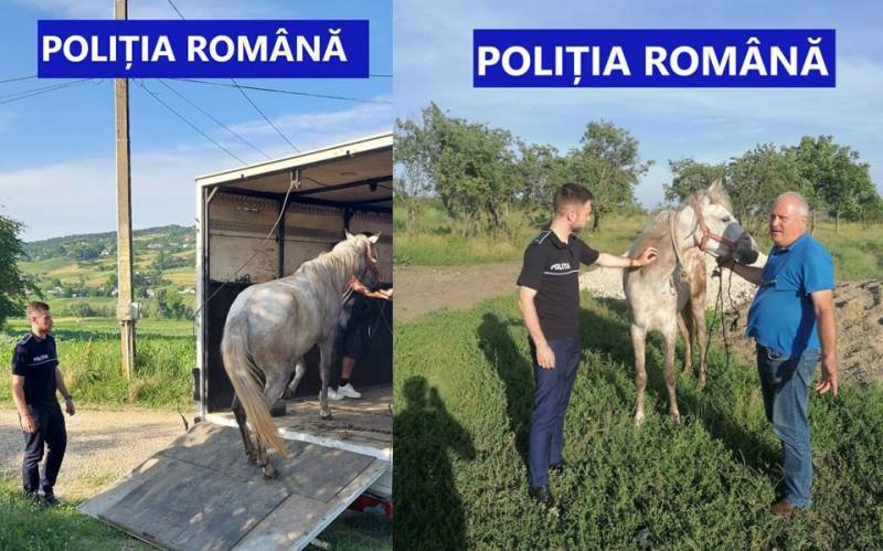 Cruzime fără margini la Vorona. Un cal a fost bătut cu bestialitate de stăpânul său