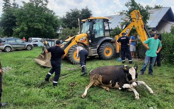 Bovină rămasă captivă într-o fântână …