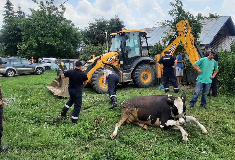 Bovină rămasă captivă într-o fântână dezafectată salvată de pompierii din Dorohoi