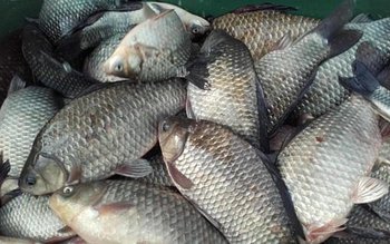 Aproape 80 de kilograme de …