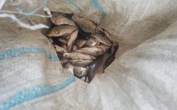 Amenzi aplicate de jandarmii botoșăneni …