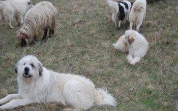 Cioban sancționat de jandarmi pentru …