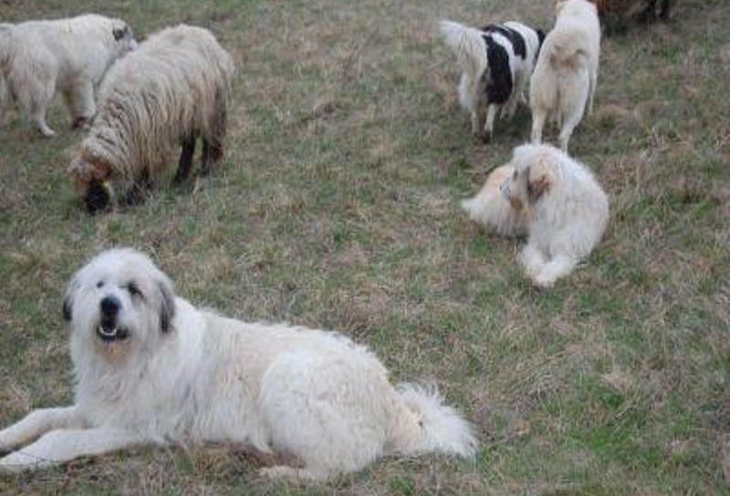 Cioban sancționat de jandarmi pentru că avea prea mulți câini la stână