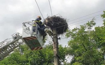 Pui de barză salvat de …