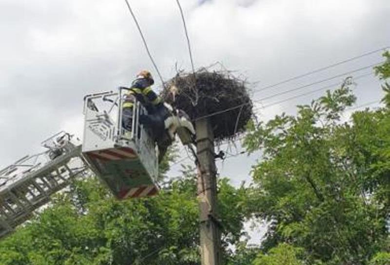 Pui de barză salvat de pompierii dorohoieni după ce s-a rănit la un picior