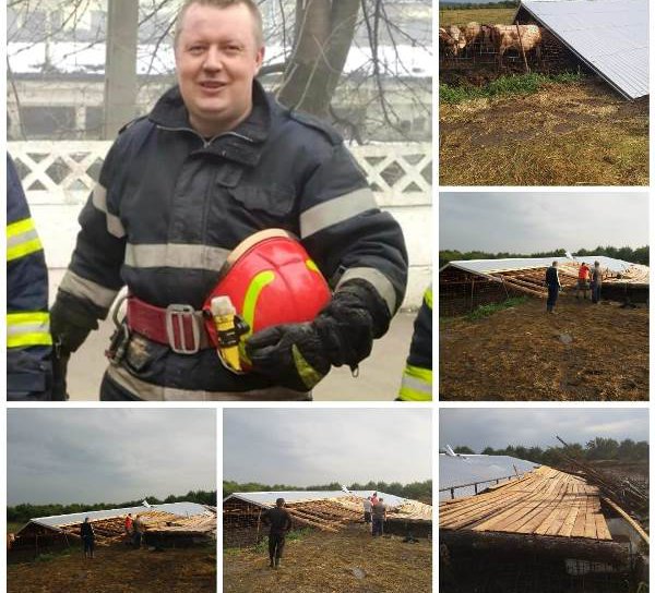 14 vaci salvate de un pompier dorohoian aflat în concediu de odihnă