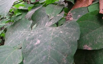 „Ninge” cu rumeguș într-un oraș …