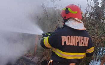 Adăpost de animale și aproximativ …