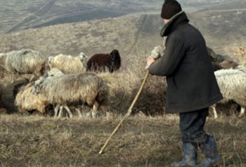 Soți botoșăneni ajunși la spital după ce au fost luați la bătaie pe un câmp de trei ciobani