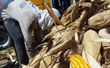 Hoți de porumb descoperiți de …