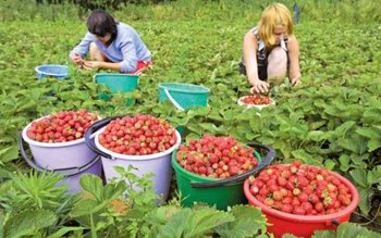 Muncă sezonieră cu EURES: Campania …