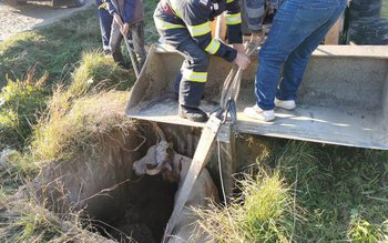 Bovină căzută într-un cămin de …