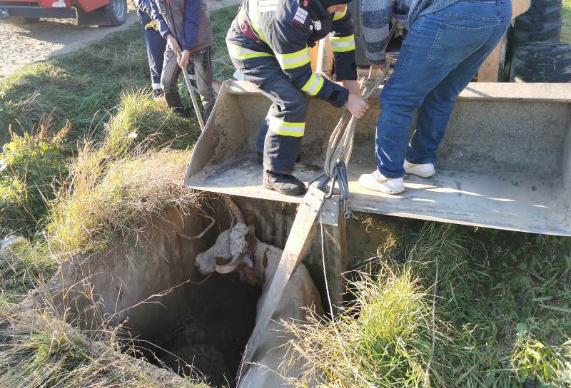 Bovină căzută într-un cămin de apă, salvată de pompierii din Trușești - FOTO