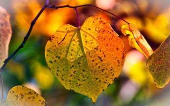 Prognoza meteo 11 - 24 …