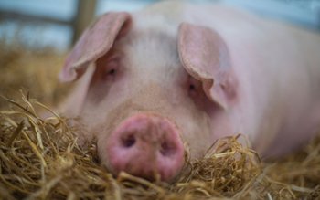 Evoluția Focarelor de pestă porcină …