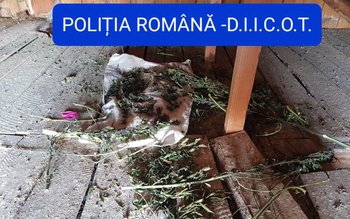 Percheziții domiciliare, în Dorohoi și …