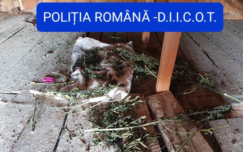 Percheziții domiciliare, în Dorohoi și Hudești, la 5 tineri cercetați pentru trafic de droguri