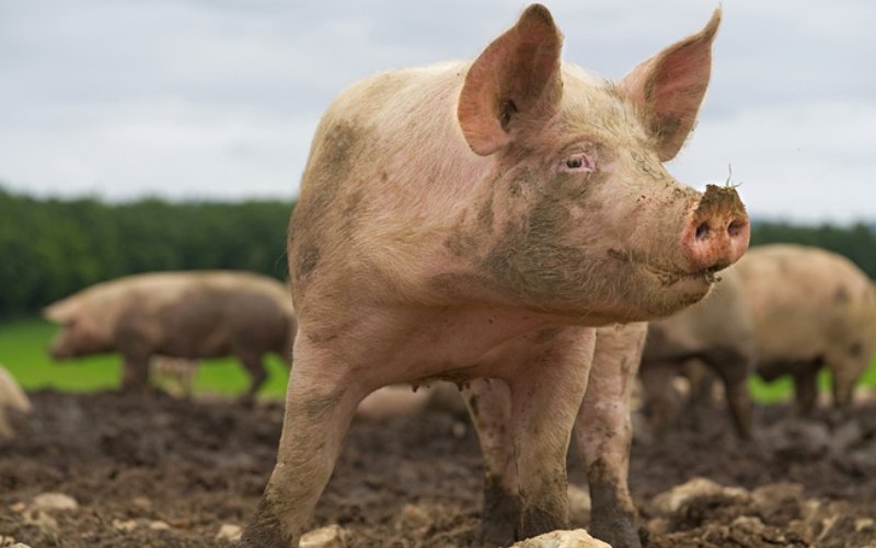 Pesta porcină africană a fost confirmată într-o exploatație din județul Botoșani