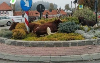 Vacile maidaneze și-au făcut din …