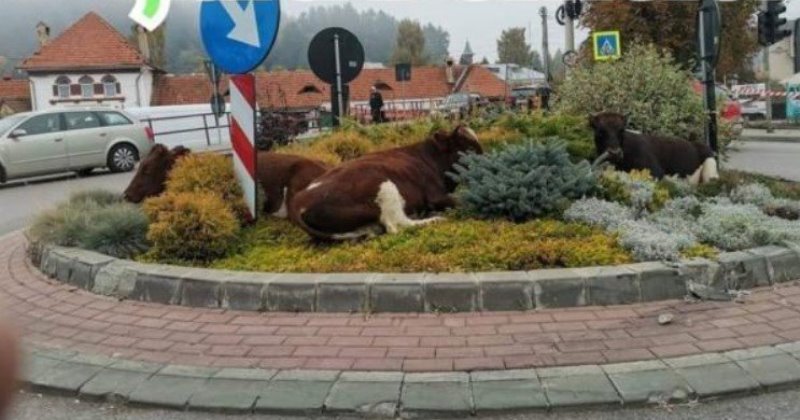 Vacile maidaneze și-au făcut din nou apariția pe străzile din Vatra Dornei