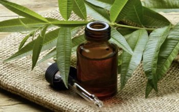 Uleiul de arbore de ceai, …