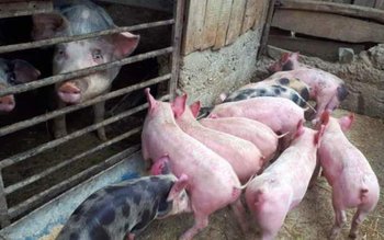 Legea porcului, contestată de săteni: …