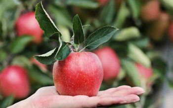 Cât de sănătoase sunt merele …