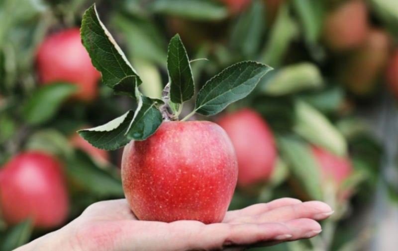 Cât de sănătoase sunt merele și câte calorii conțin