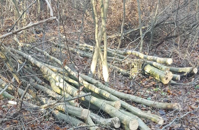 Dosare penale pentru doi bărbați care tăiau ilegal arbori pe raza Ocolului Silvic Dorohoi