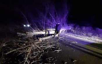 Mai mulți copaci și stâlpi …