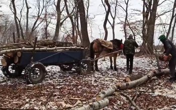 Hoți de lemne, prinși la …