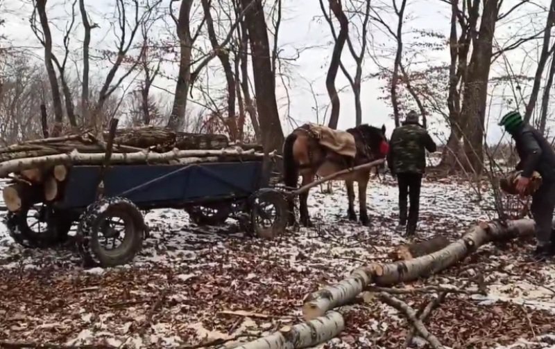 Hoți de lemne, prinși la furat imediat după lăsarea întunericului