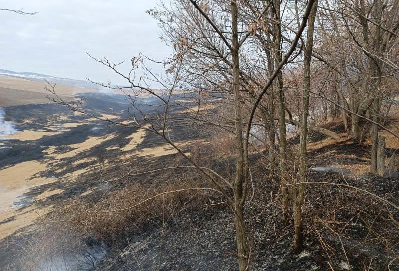 30 hectare de vegetație distruse în urma unui incendiu, la Frumușica - FOTO