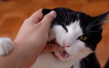 Cum acorzi ajutor în cazul …