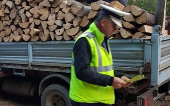 Transport ilegal de lemne depistat …