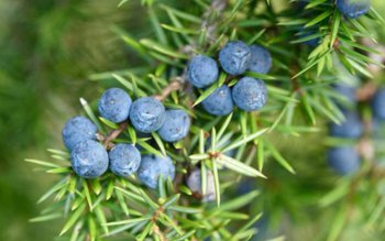 Micile fructe cu parfum de …