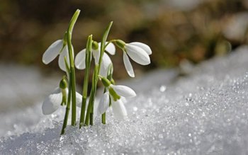 Prognoza meteo 24 februarie-6 martie. …