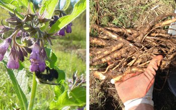 Remedii naturiste pentru diverse boli …